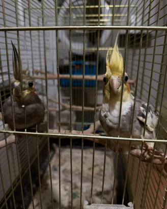 Coppia Calopsiti con gabbia