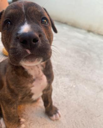 Pitbull