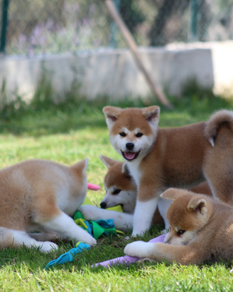 Akita inu