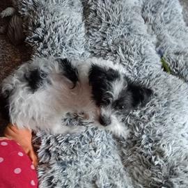 Cucciola tg piccola