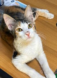 Gattina