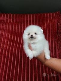 Spitz toy