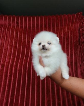 Spitz toy