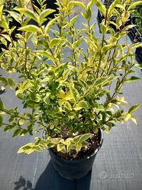 Piante di ligustro variegato in vaso