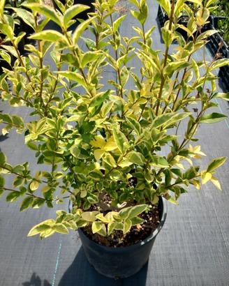 Piante di ligustro variegato in vaso