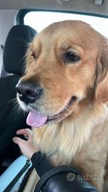 Accoppiamento Golden Retriever americano