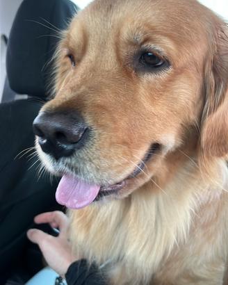 Accoppiamento Golden Retriever americano