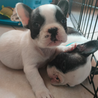 Vendisi cuccioli di bulldog Francese