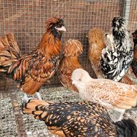 Galline padovane nane varie colorazioni