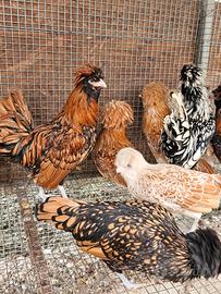 Galline padovane nane varie colorazioni