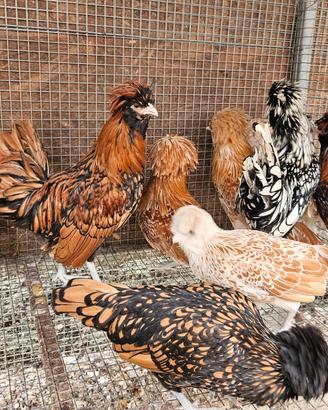 Galline padovane nane varie colorazioni