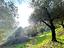 Immagine 8