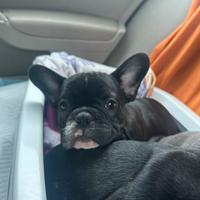 Ultima cucciola di bulldog francese