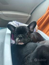 Ultima cucciola di bulldog francese