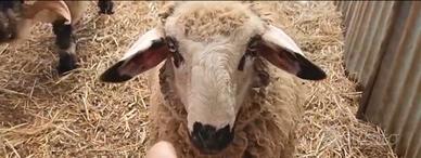 Agnello