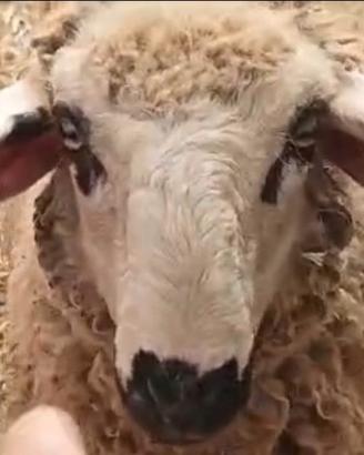 Agnello