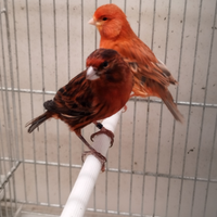 Canarini agata rossi