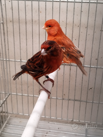 Canarini agata rossi