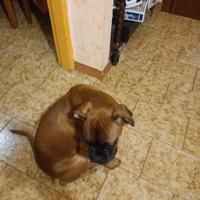 Cucciolo di boxer