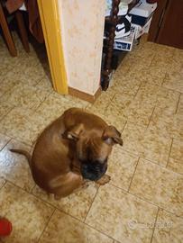 Cucciolo di boxer