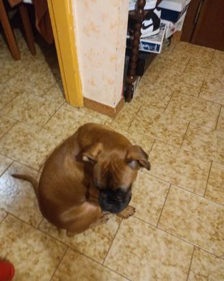 Cucciolo di boxer