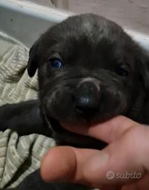 Cuccioli di Cane Corso