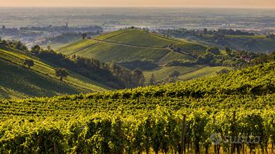 Sommelier/addetto visite in cantina