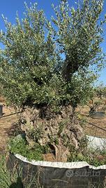 Piante di ulivo da giardino