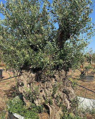 Piante di ulivo da giardino