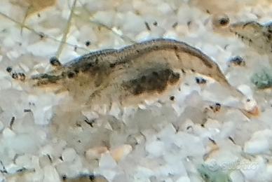 Neocaridine davidi