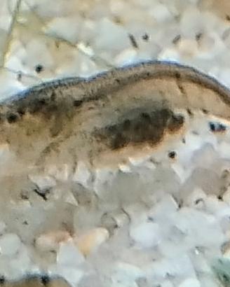 Neocaridine davidi