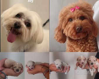 5 maltipoo
