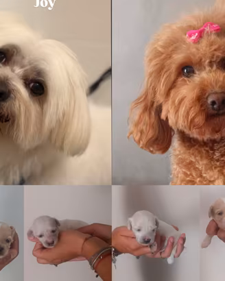 5 maltipoo