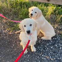Cuccioli di golden retriever