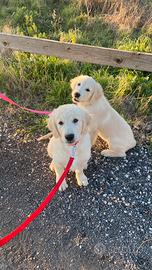 Cuccioli di golden retriever