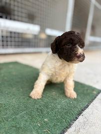 Lagotto romagnolo