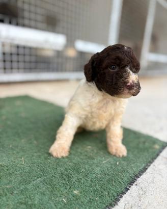Lagotto romagnolo