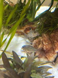 Pesci pulisci fondo coridoras