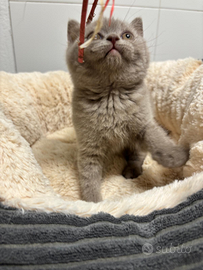 British shorthair