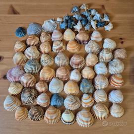 🔰 Set 65 Conchiglie Mare Cardidae Costate 🔰