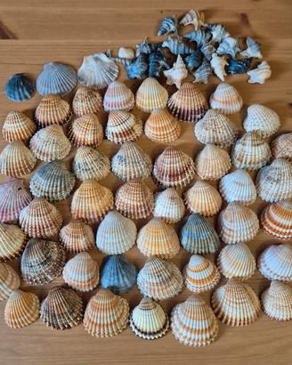 🔰 Set 65 Conchiglie Mare Cardidae Costate 🔰