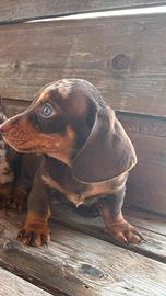 Bassotti Choco merle