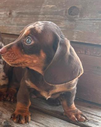 Bassotti Choco merle
