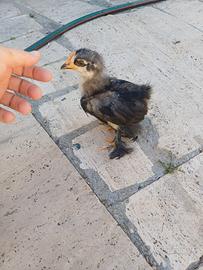 Pulcinotto di cocincina nana