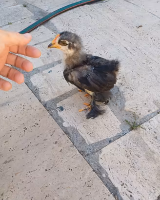 Pulcinotto di cocincina nana