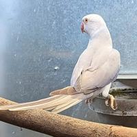 Pappagalli pulli e novelli