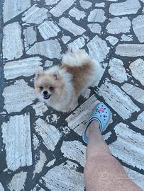 Spitz di Pomerania