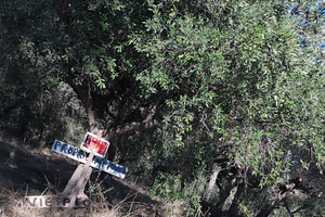 Tetreno agricolo con 90 piante ulivo pianegg