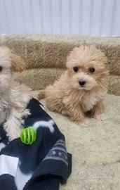 Cuccioli di maltipoo maschio femmina