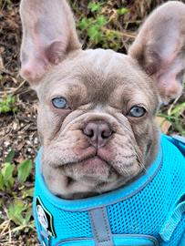 Femmina Isabella NewShade car.Fluffy Bulldog Franc